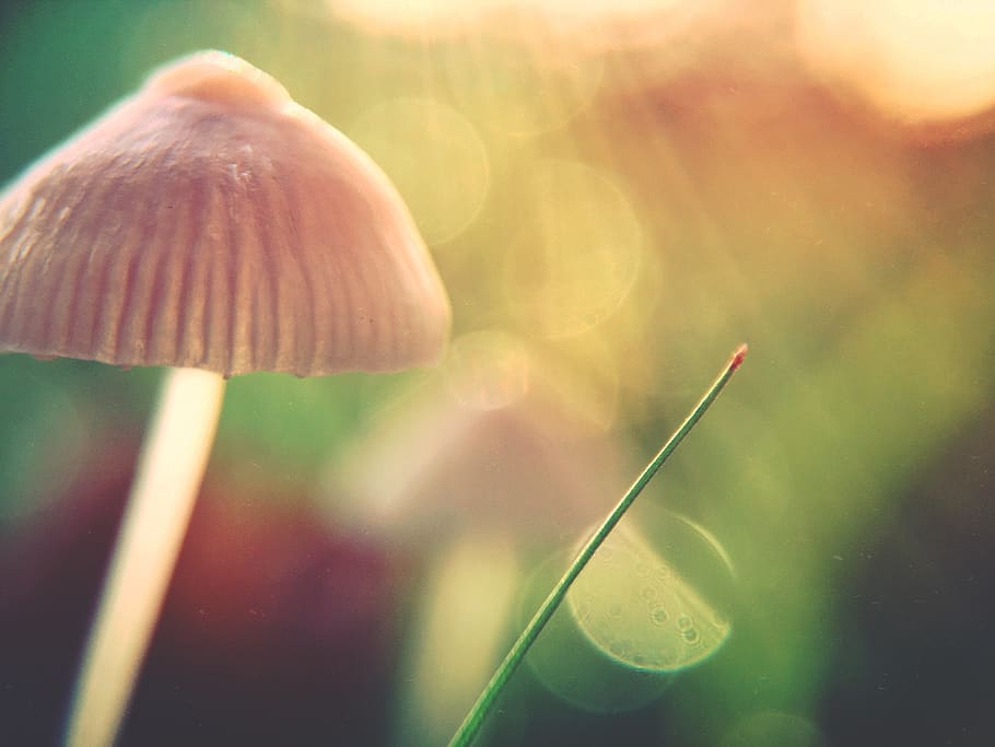green, grass, macro, mushroom, bokeh, sunlight, sunrise, sunset HD wallpaper