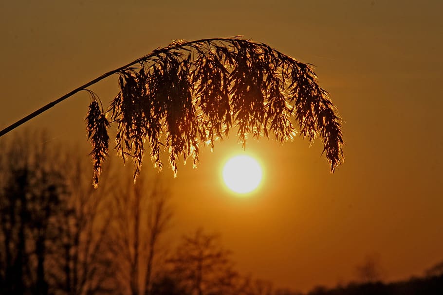 reed, sunset, evening, abendstimmung, mood, rest, dusk, atmospheric HD wallpaper