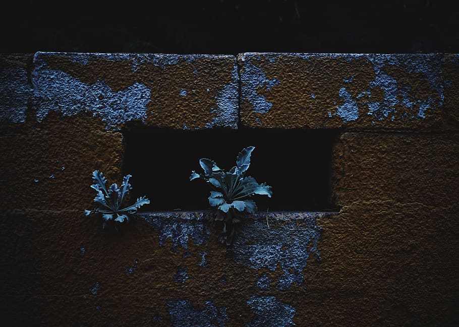 3200x900px, free download, HD wallpaper: plant, dark, blue, fade, life,  flower, wall - building feature