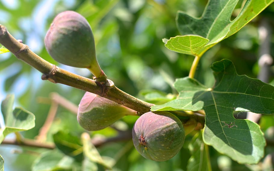 trees, figs, leaf, plant part, growth, fruit, healthy eating HD wallpaper