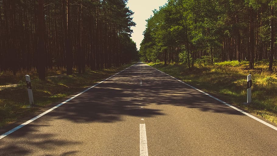 Photo of Gray Cement Road in the Middle of the Forest during Day Time HD wallpaper