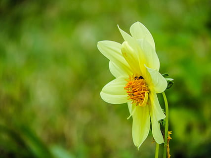 ethiopia, addis ababa, flower, flowering plant, fragility, vulnerability HD wallpaper