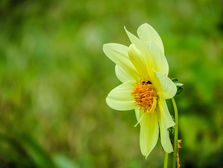 ethiopia, addis ababa, flower, flowering plant, fragility, vulnerability HD wallpaper