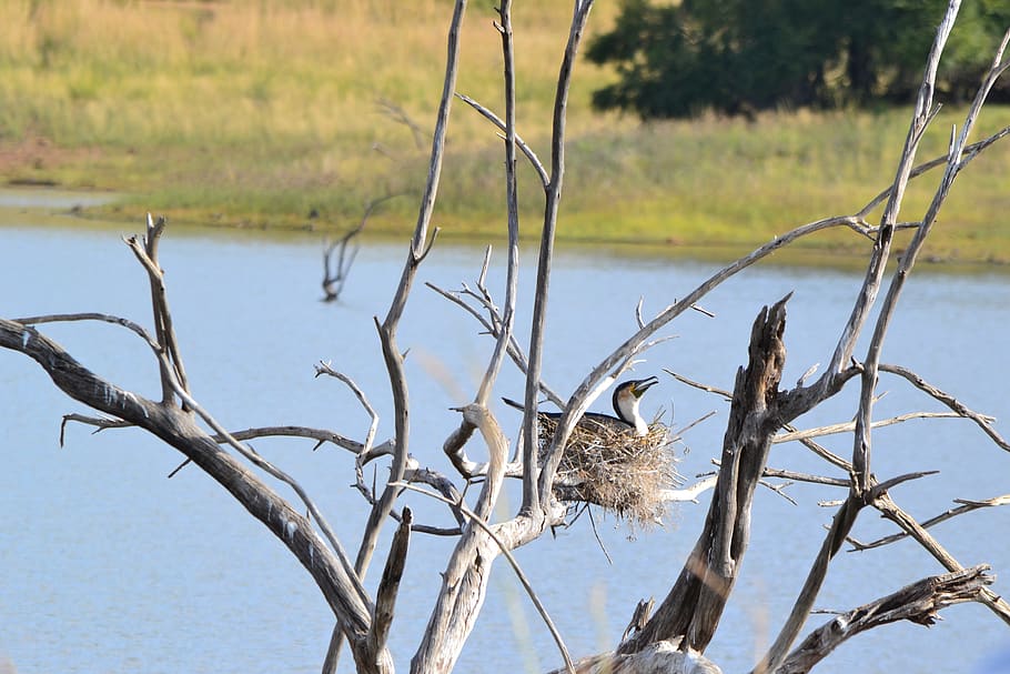 bird, nest, tree, water, nature, plant, lake, no people, focus on foreground HD wallpaper