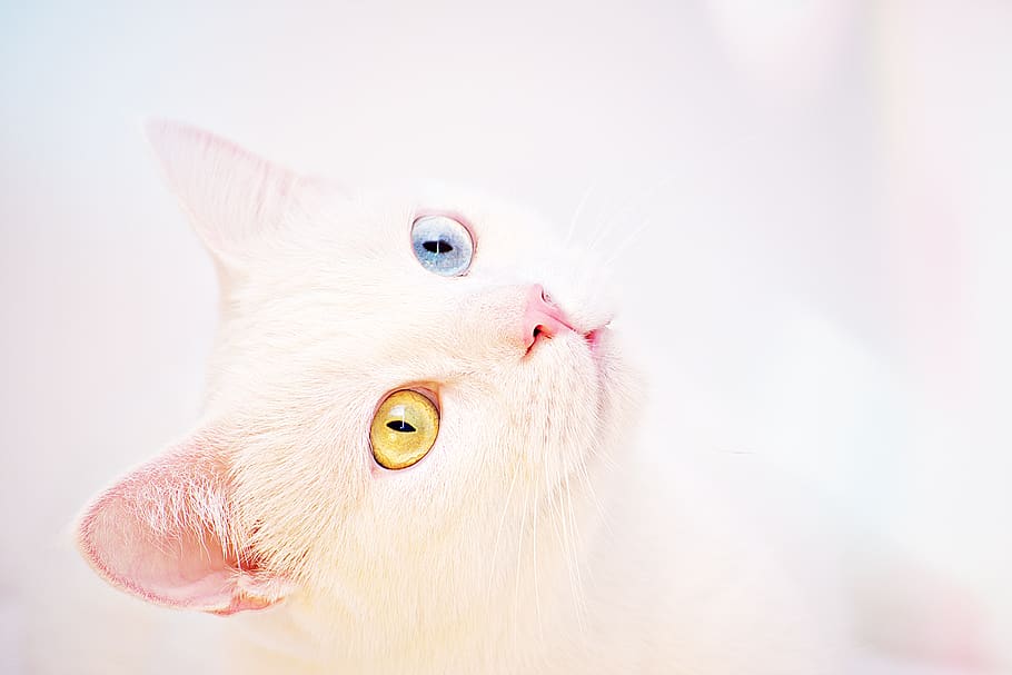 Pink Fluffy Puppy Looking At The Camera Background, Khao Manee, Pink Fur,  Cotton Candy Clouds Background Image And Wallpaper for Free Download