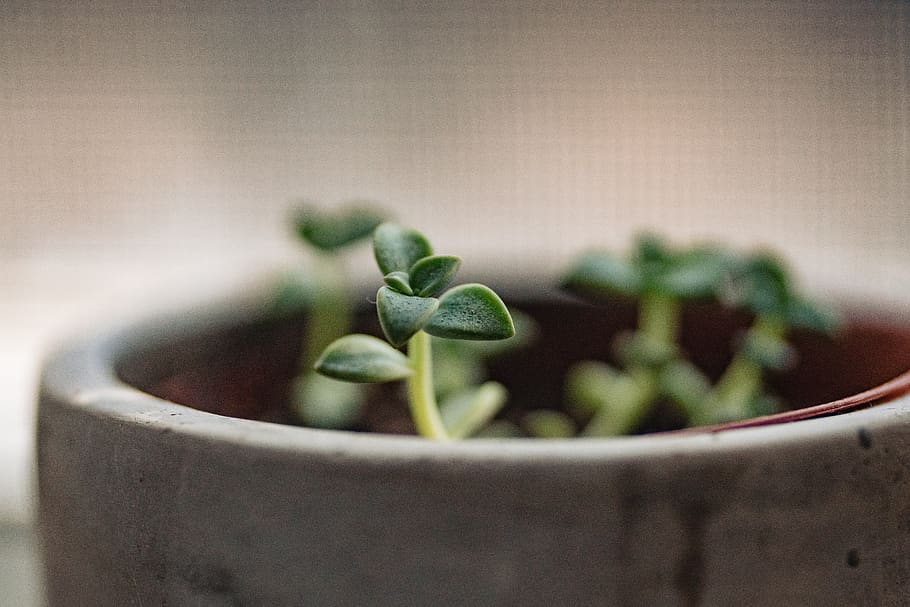 selective focus plant in brown pot, close-up, no people, leaf HD wallpaper