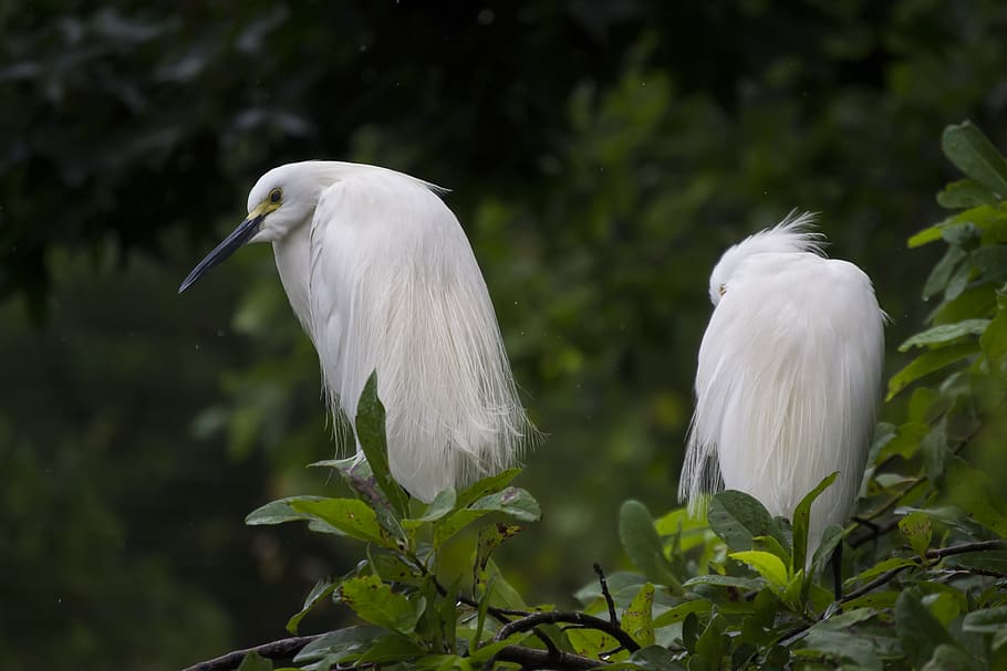 two white long beak birds, animal themes, vertebrate, animals in the wild HD wallpaper