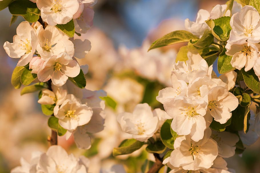 spring, flower, flowers, background, focus, closeup, outdoor HD wallpaper
