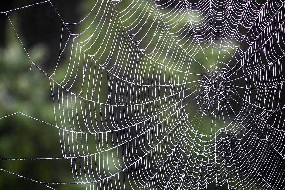spider, cobweb, case, arachnid, dew, pattern, spider web, fragility HD wallpaper