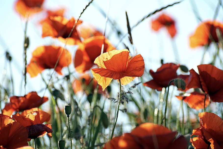 flowers, orange, poppy, bloom, blooming, blossom, bright, flora HD wallpaper