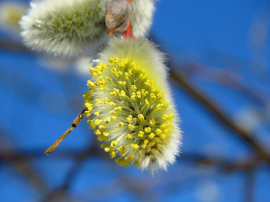 verba, macro, inflorescence, nature, flora, spring, flower HD wallpaper