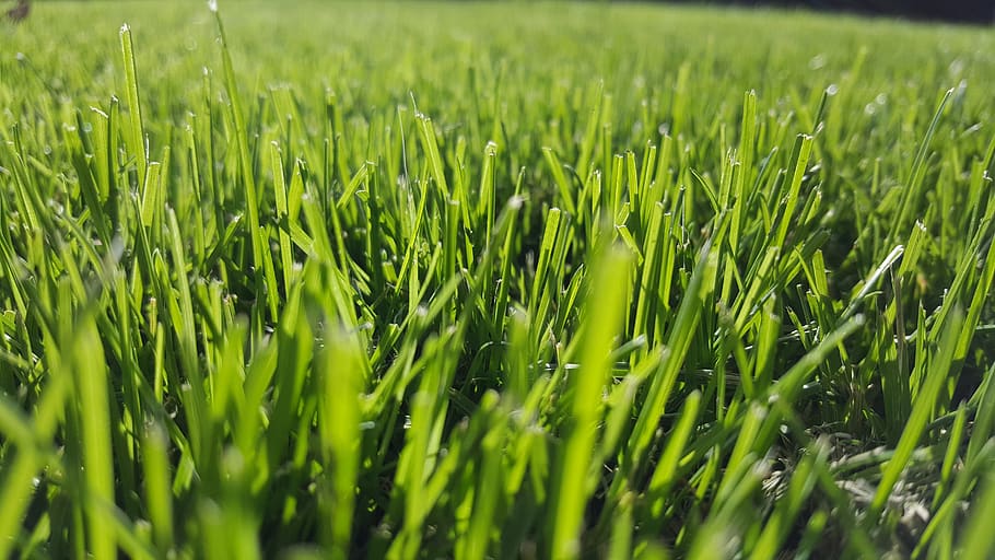 grass, green, nature, lying, park, wallpaper, green color, field HD wallpaper
