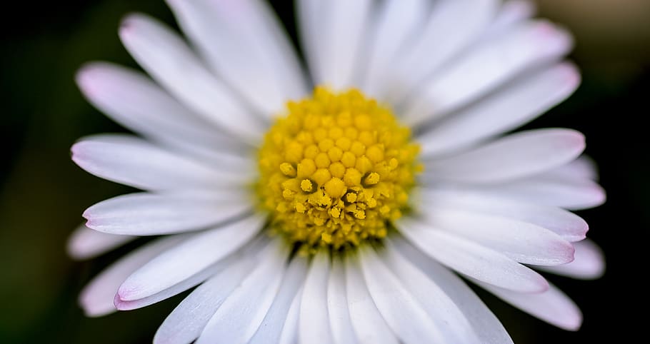daisy, macro, closeup, flower, nature, spring, summer, plant HD wallpaper