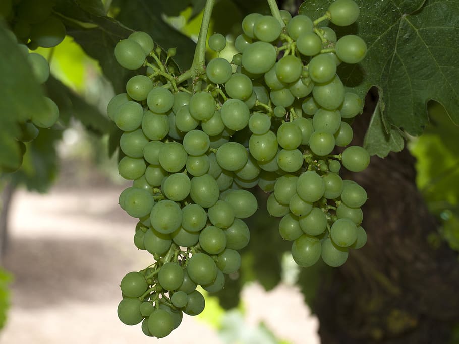 grapes, grapevine, fruit, parra, white grapes, cluster, vintage HD wallpaper