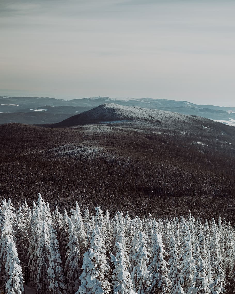 snow covered trees, nature, outdoors, plant, ice, fir, abies HD wallpaper