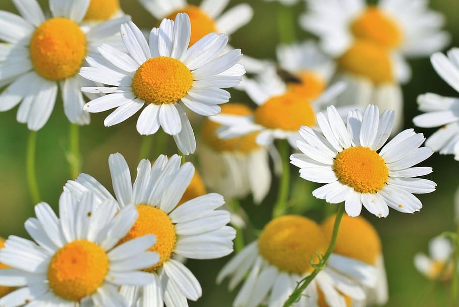 White Daisy Flowers, bloom, blossom, close-up, flora, nature HD wallpaper