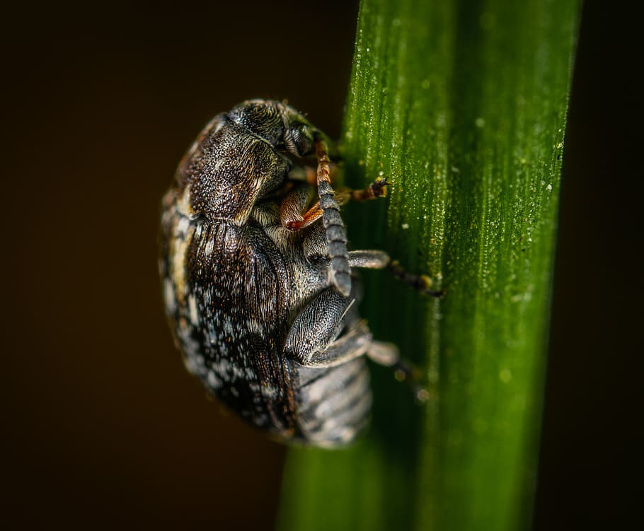 Selective Focus Photography Of Black Beetle , bug, close-up, insect HD wallpaper