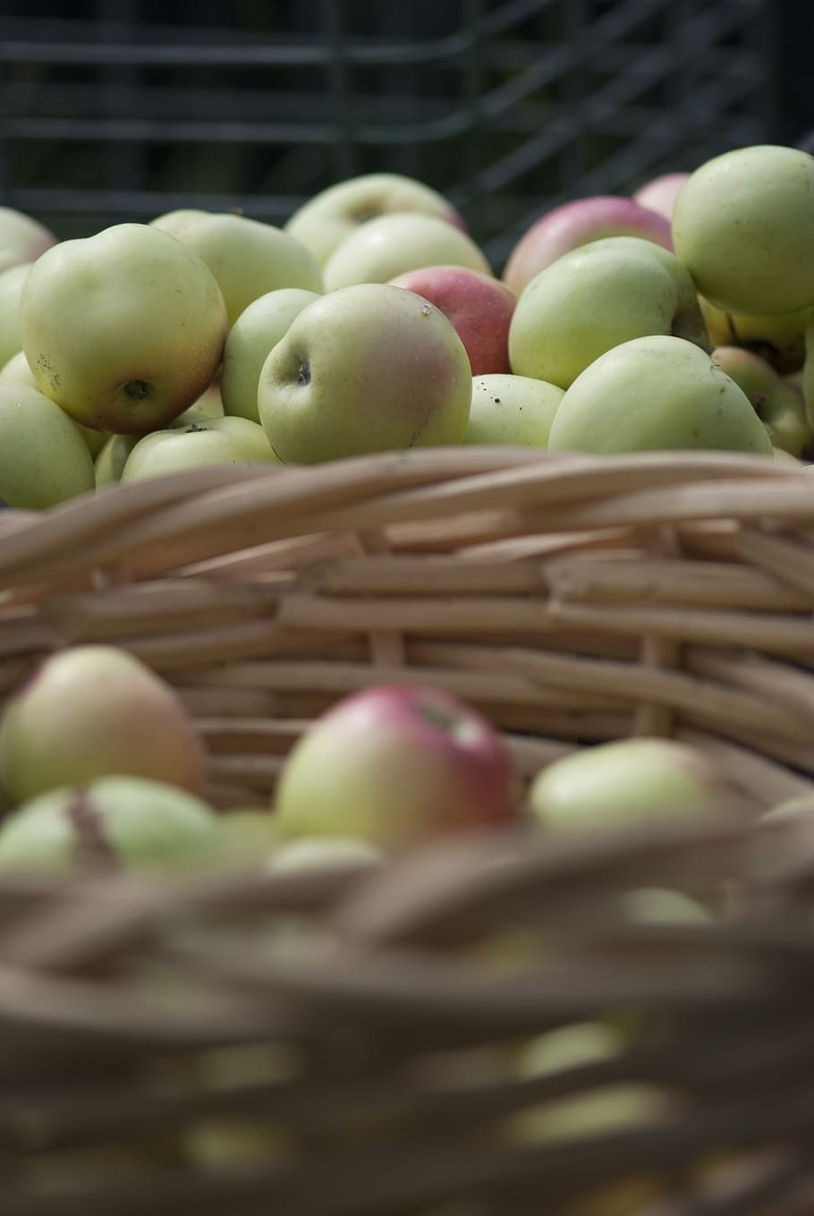 apples, fruit, summer, autumn, vitamins, healthy, fresh, garden HD wallpaper