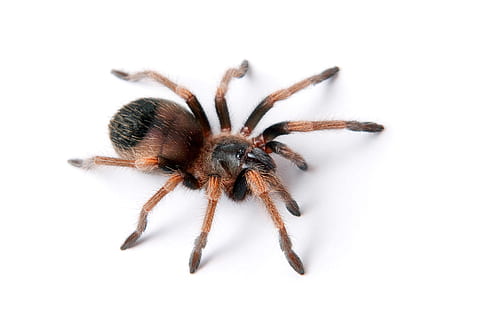 spider, unusual, closeup, isolated, photo, creepy, hairy, natural HD wallpaper
