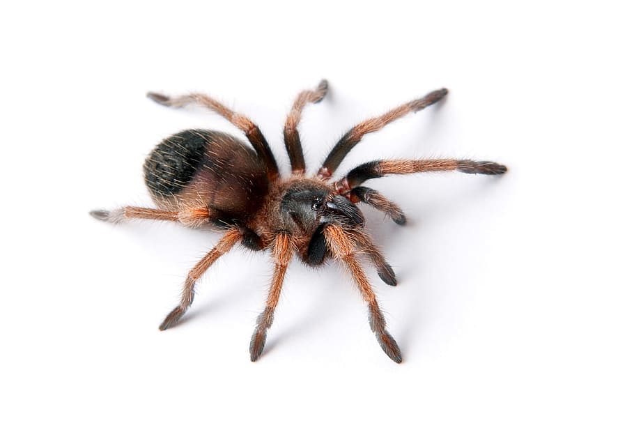 spider, unusual, closeup, isolated, photo, creepy, hairy, natural HD wallpaper