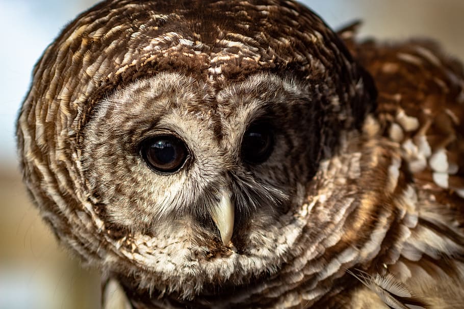 brown owl, animal, bird, memphis, tn, meeman-shelby forest state park HD wallpaper