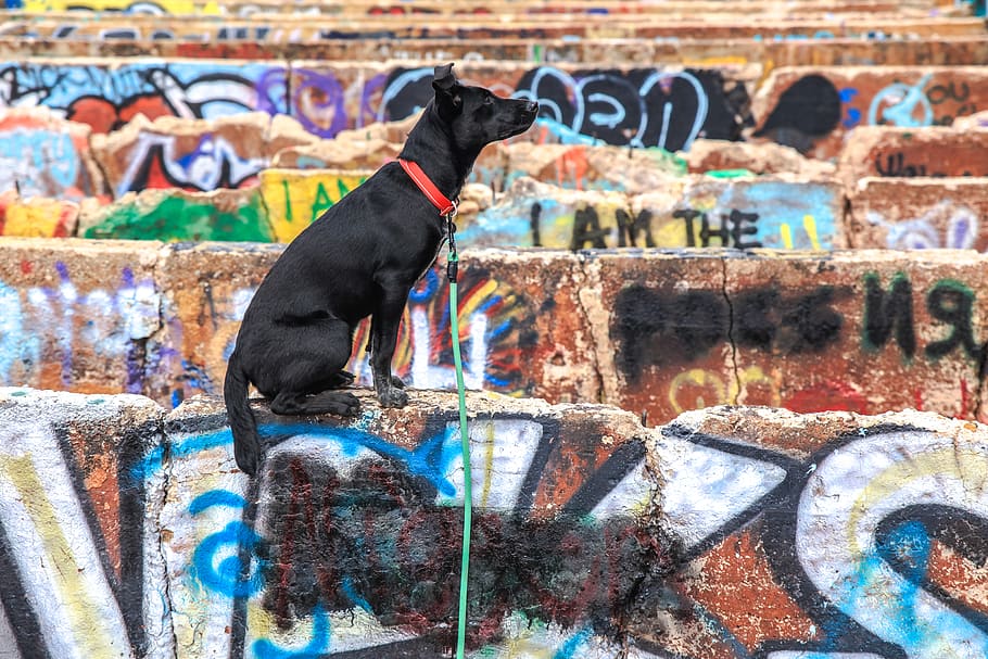 graffiti, abandoned, dog, k9, best friend, animal themes, pets, HD wallpaper