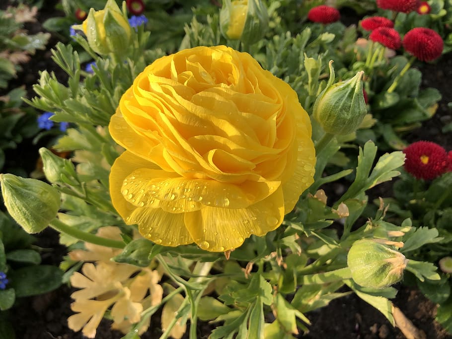flower, yellow, dew, drop, beauty, flowering plant, beauty in nature HD wallpaper