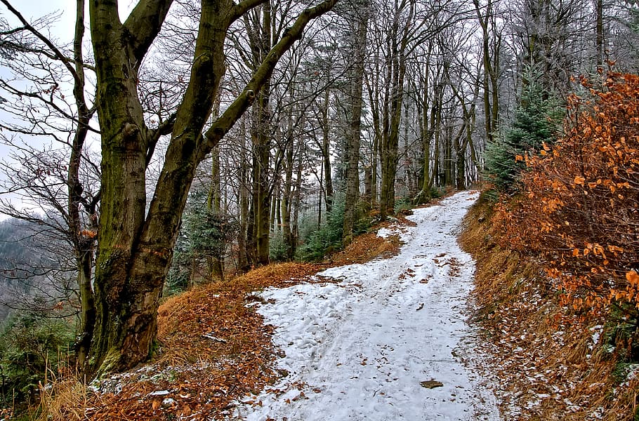 beeches, way, forest, foliage, winter, landscape, poland, beskids HD wallpaper