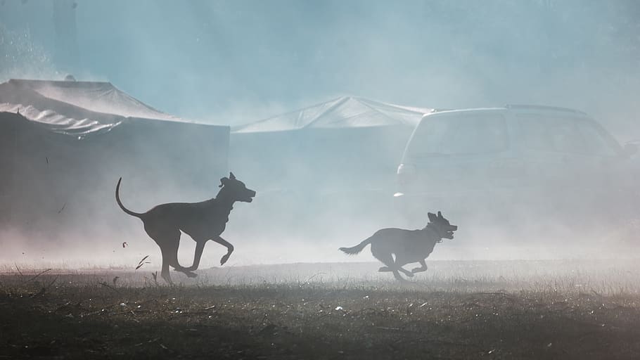 dogs playing, fog, sillouette, animal themes, mammal, domestic animals, HD wallpaper