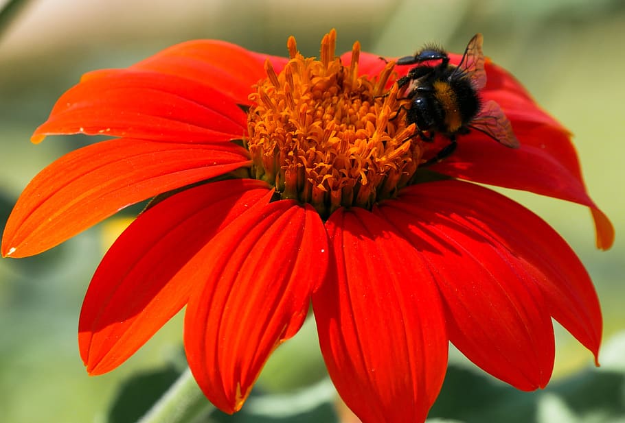 bee, insect, pollination, pollinating, fly, animal, nature HD wallpaper