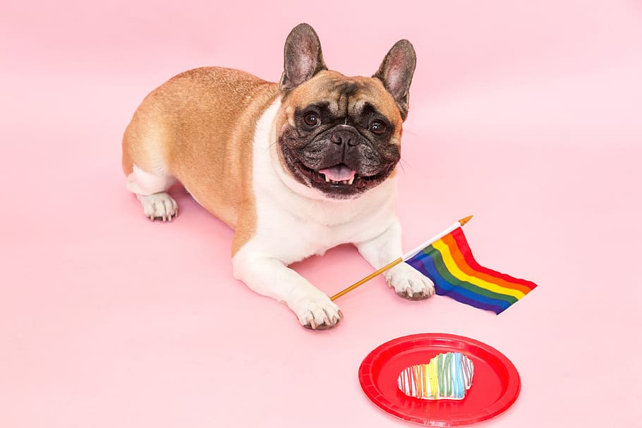 French Bulldog Pride Photo, Dogs, Animals, Portraits, Fun, Pets, HD wallpaper