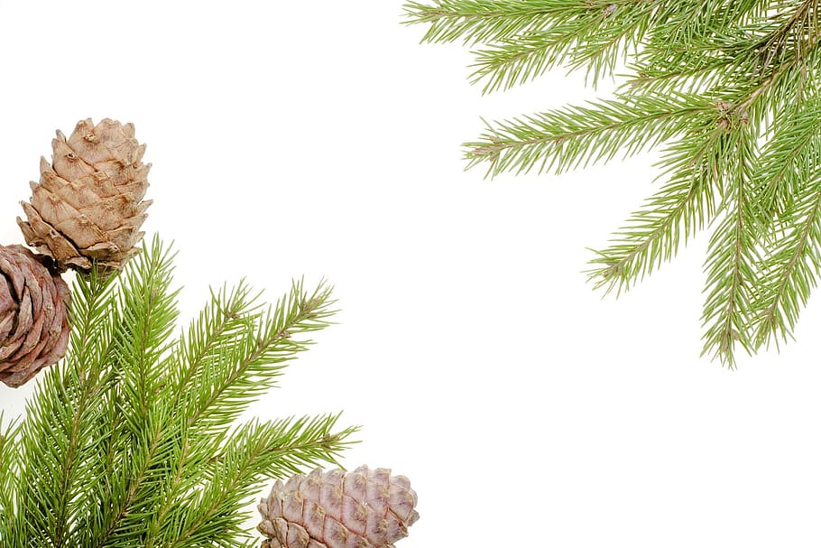 branch, conifer, coniferous, evergreen, fir, flora, nature HD wallpaper