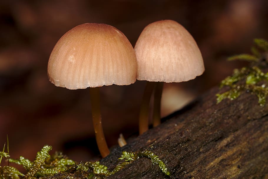 mushroom, autumn, forest, close up, mini mushroom, fungus, vegetable, HD wallpaper