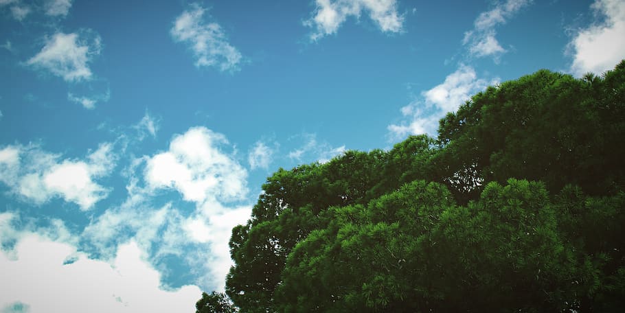 outdoors, nature, sky, tree, plant, vegetation, azure sky, cloud HD wallpaper