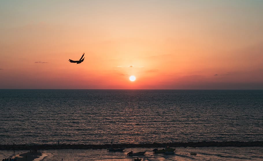 sunset, israel, bird, blackbird, sky, clouds, nature, love HD wallpaper