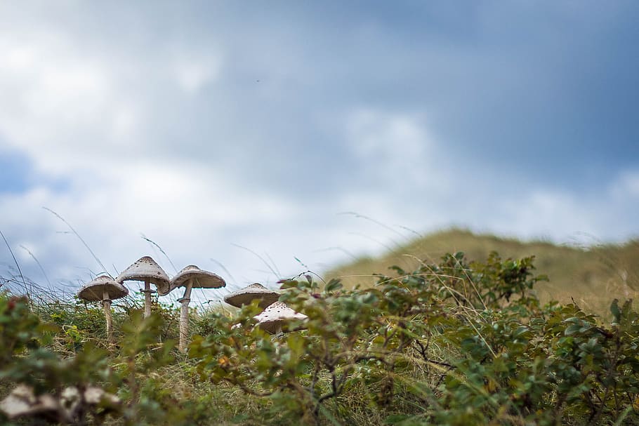 mushroom, autumn, nature, mushrooms, dunes, clouds, plant, cloud - sky, HD wallpaper