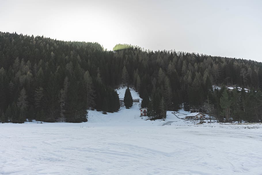 trees during winter under cloudy sky at daytime, plant, abies HD wallpaper