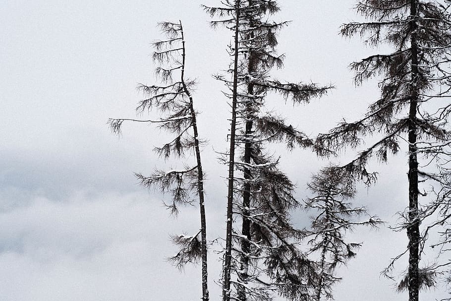 pine trees under cloudy sky, mountain, wild, nature, sport, weather HD wallpaper