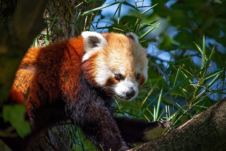 red panda, bear cat, mammal, animal, close up, tree, sweet, HD wallpaper