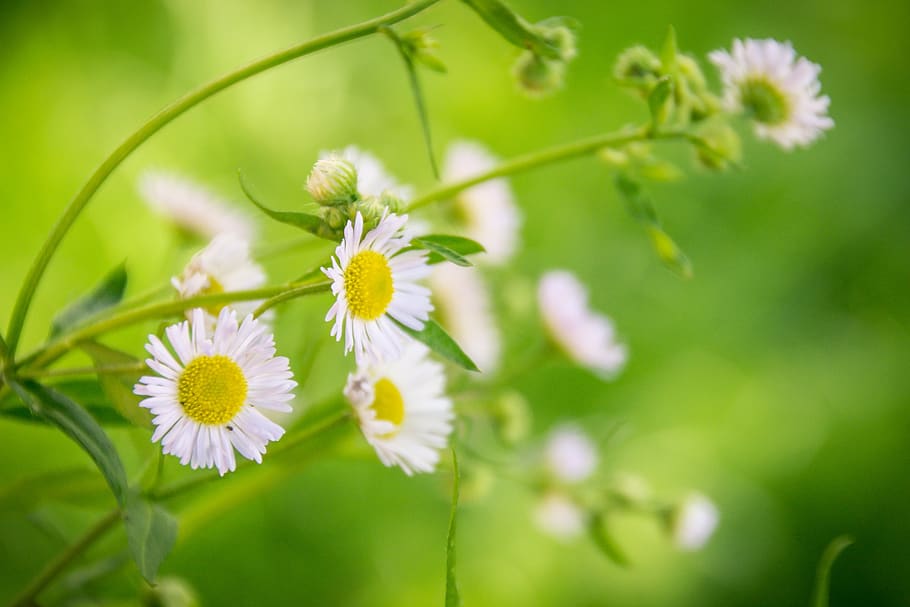 Close-up of Yellow Flowers, bloom, blossom, chamomile, flora HD wallpaper