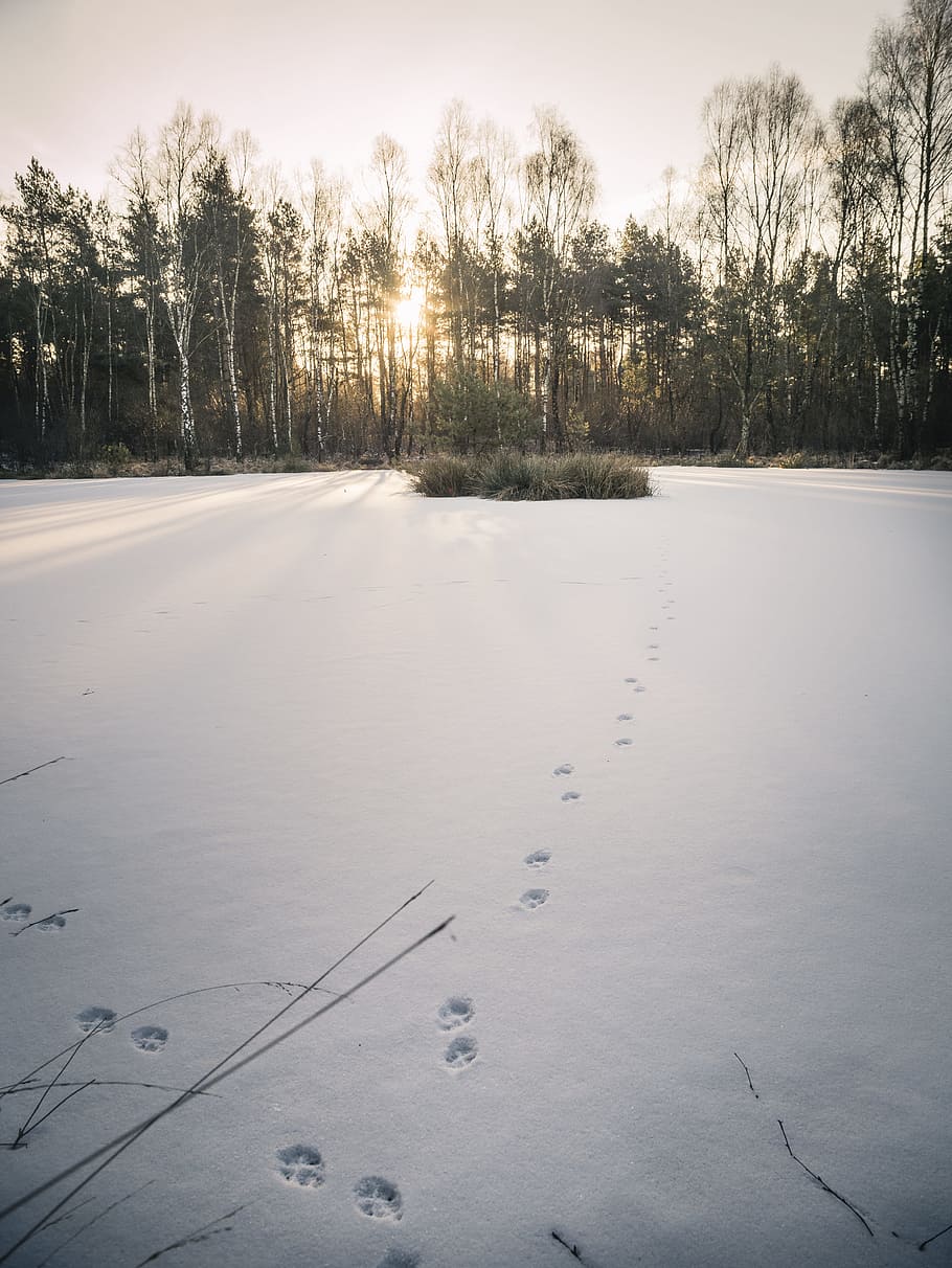 Grass Covered in Snow, cold, daylight, footprints, forest, frost HD wallpaper