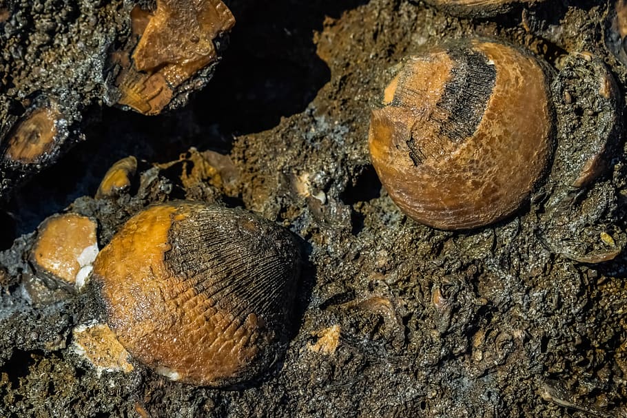 fossil, shell, petrification, petrified, fossilized, geology HD wallpaper
