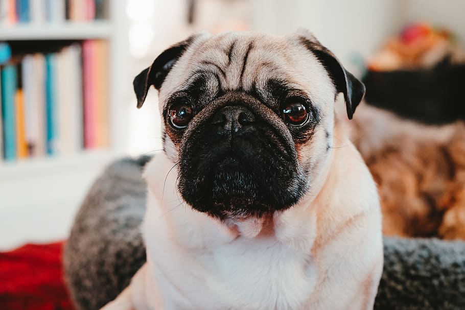fawn pug, one animal, canine, domestic, dog, mammal, pets, animal themes HD wallpaper