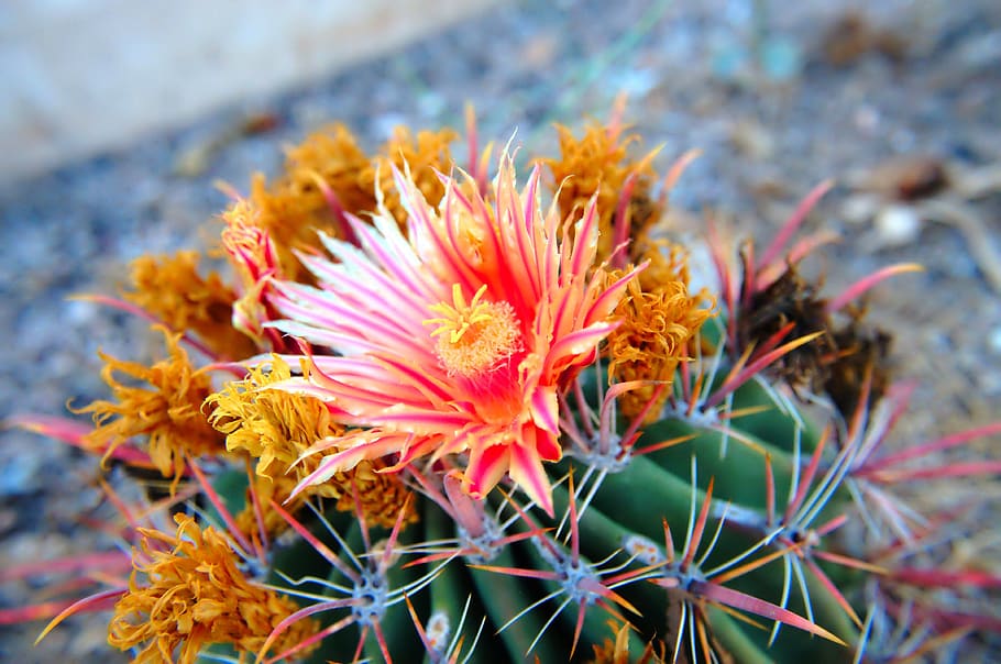 cactus, cacti, plants, desert, gardening, bloom, thorns, pink, HD wallpaper