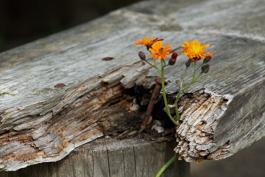 flowers, wood, bench, wood - material, plant, flowering plant HD wallpaper