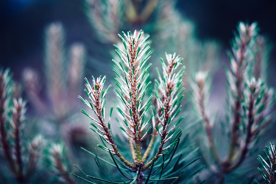 branch, tree, pine, spring, blue, green, bokeh, dof, forest HD wallpaper