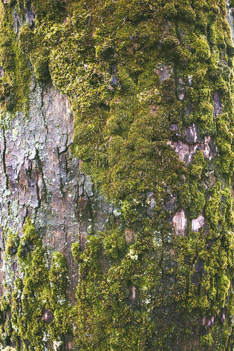 moss growing on tree bark, plant, tree trunk, outdoors, texture HD wallpaper