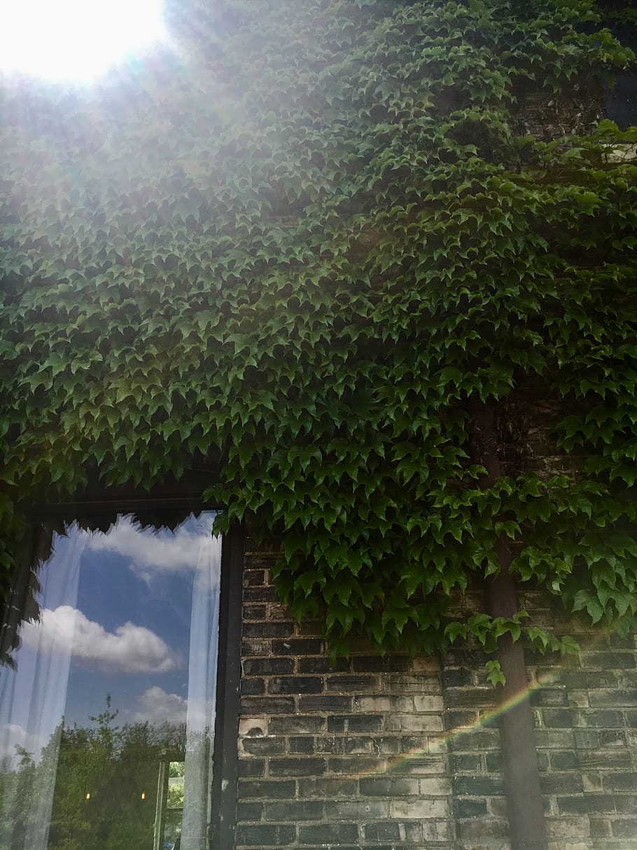 ivy, brick, sky, sun, urban, rustic, outside, window, building HD wallpaper