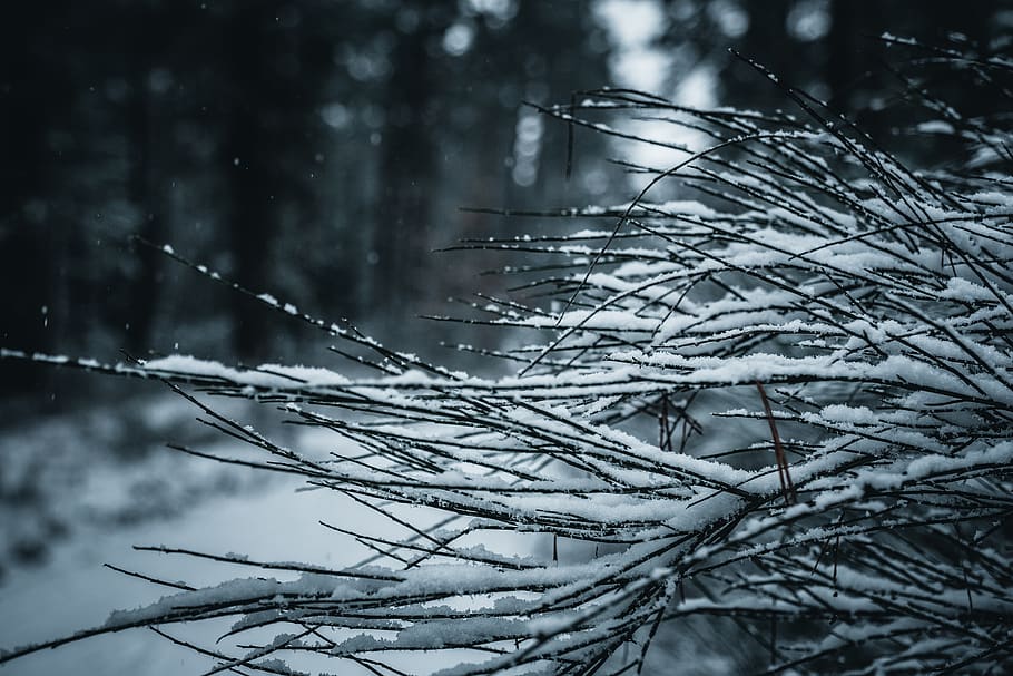 nature, outdoors, ice, grass, plant, snow, winter, tree, frost HD wallpaper