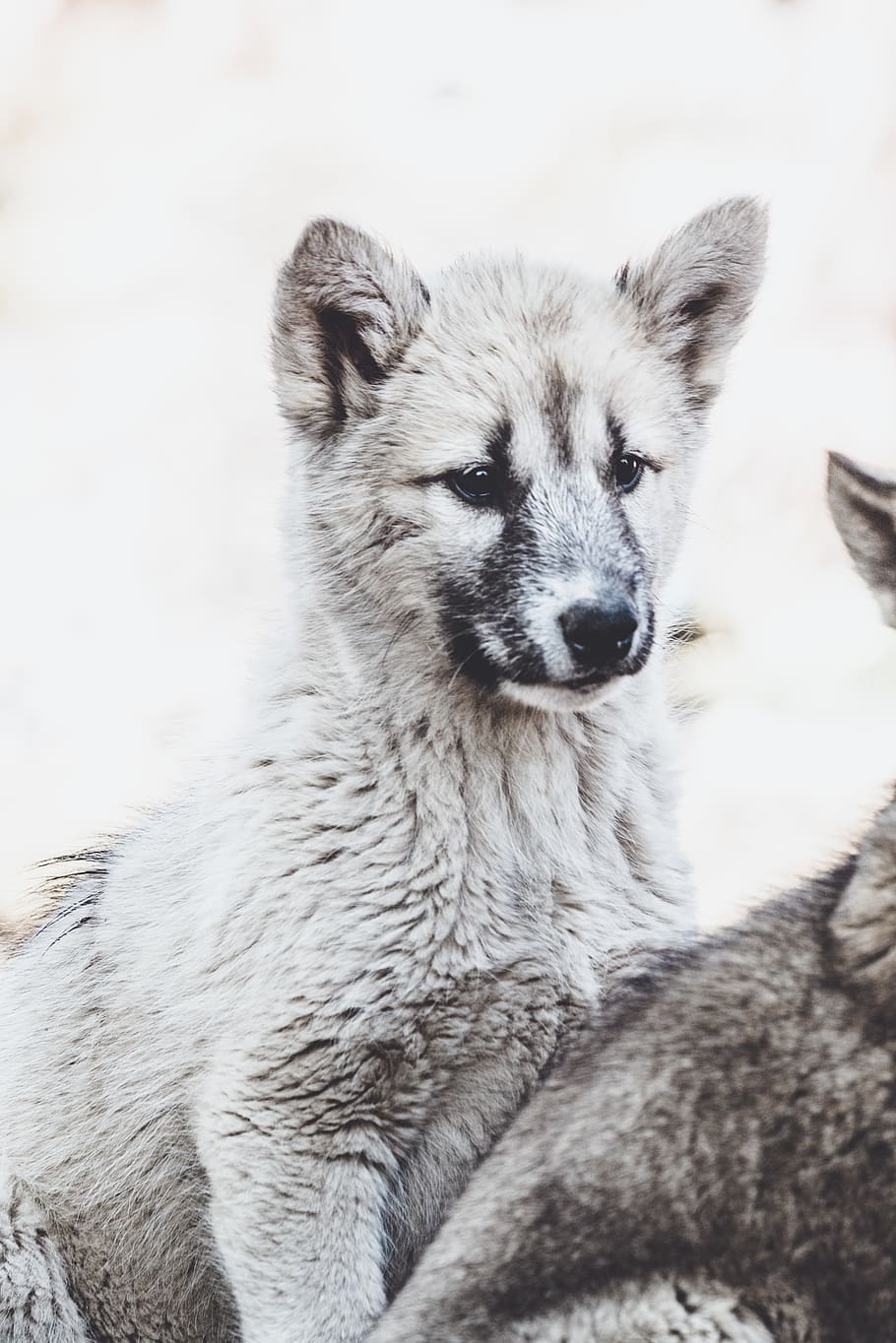 white wolf cub, one animal, animal themes, mammal, dog, canine HD wallpaper